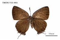 藏品(田中灑灰蝶)的圖片